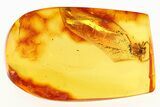 Detailed Fossil Spider (Acrometa) In Baltic Amber #284585-1